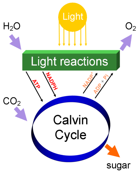 Simple Photosynthesis Diagram (Created by Daniel Mayer via Wikipedia Commons)